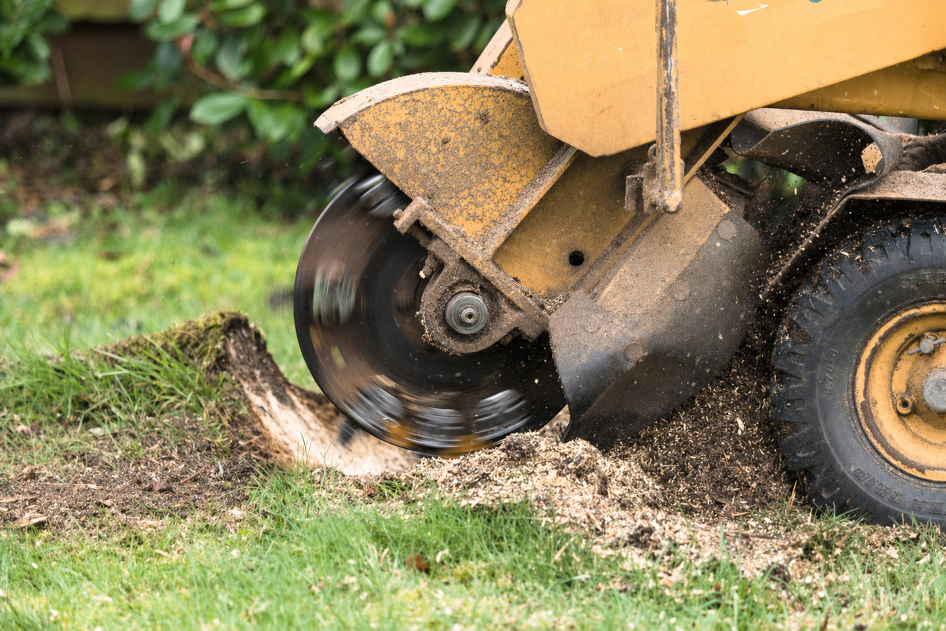 Stump removal in Laguna Niguel, CA
