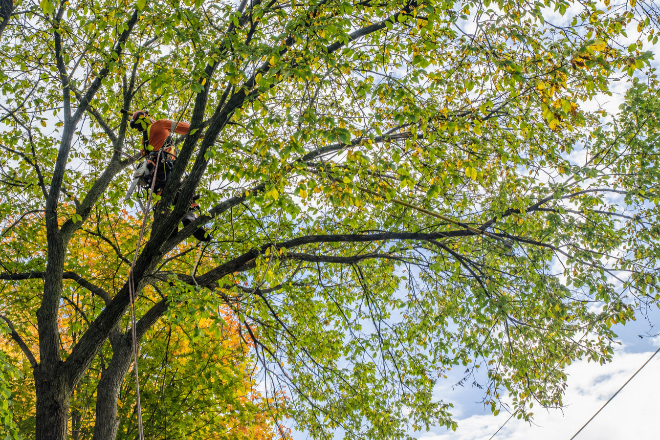 Tree trimming in Laguna Niguel, CA